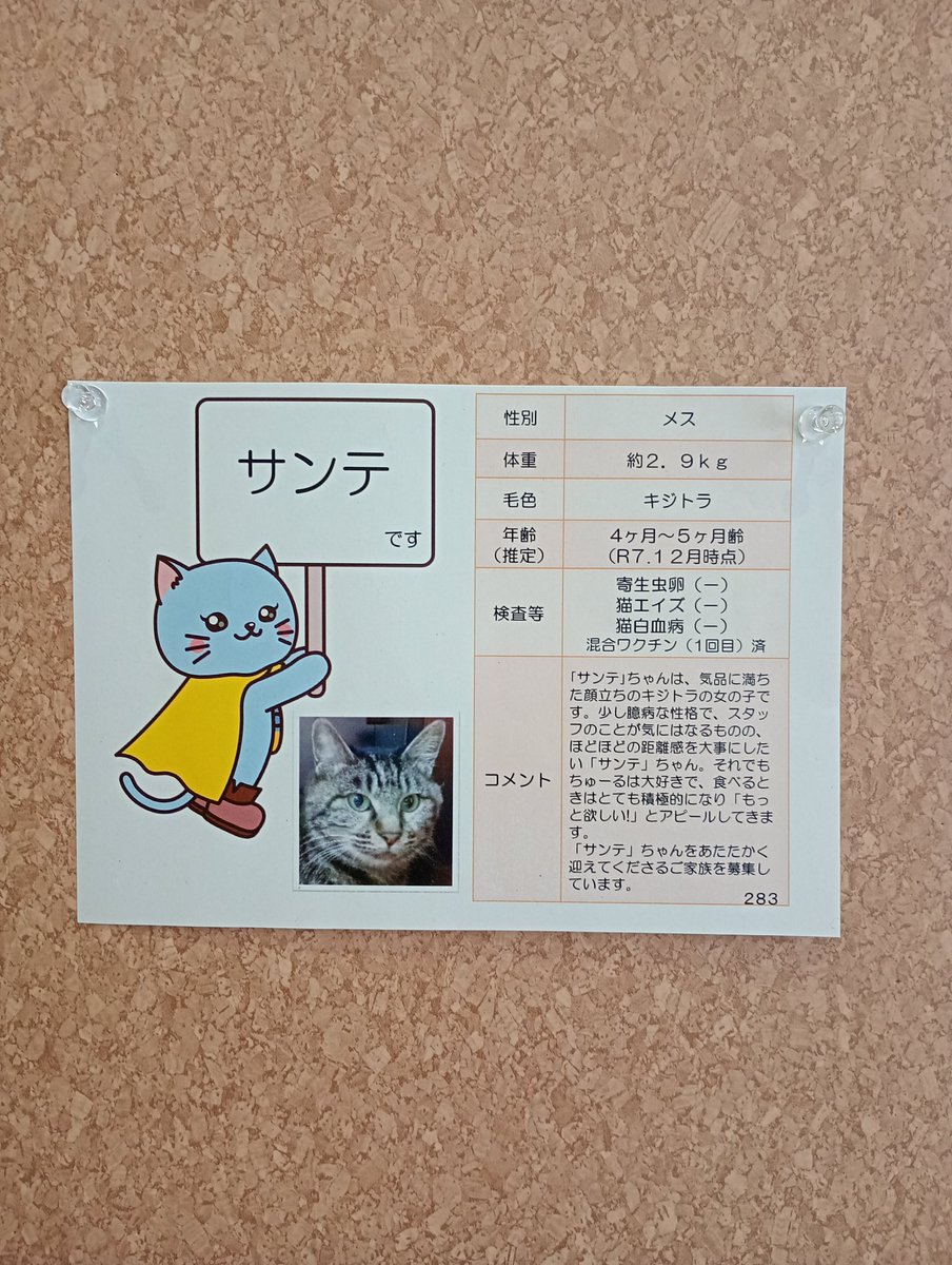 wannyapia's tweet photo. 【家族募集中🐱】
名前：サンテ
性別：メス
年齢：４〜５ヶ月（R7.12月時点推定）

※譲渡にあたり条件があります。
お電話にてマッチングを受付しています。詳細はホームページをチェック🌲

ＨＰ：https://t.co/wAtrxX8D80 https://t.co/Nyga6UsiEE