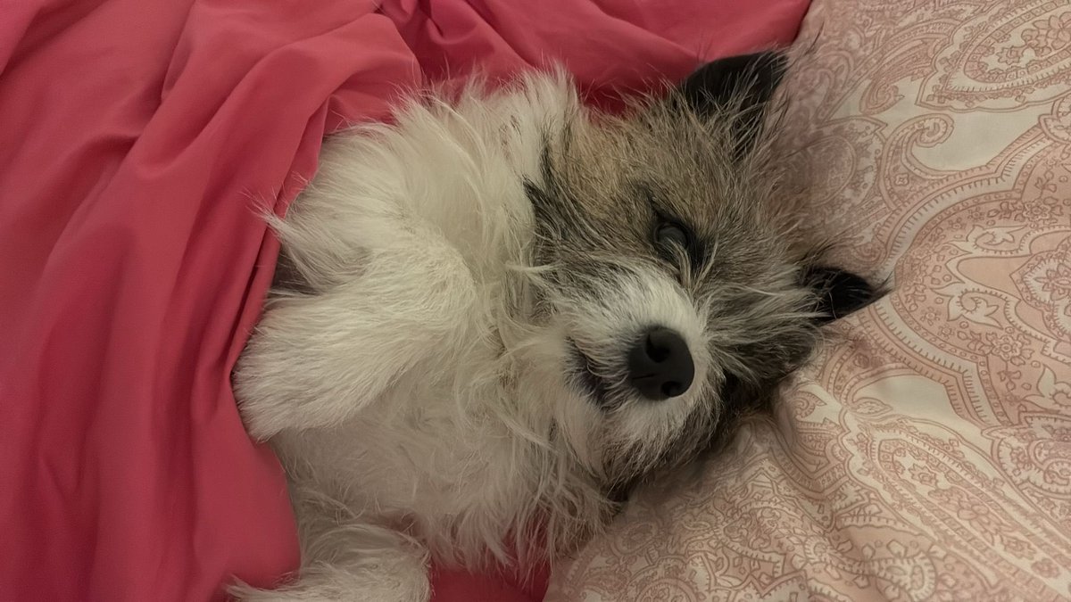 La Groenlandia la lascio agli Husky 
Buongiorno