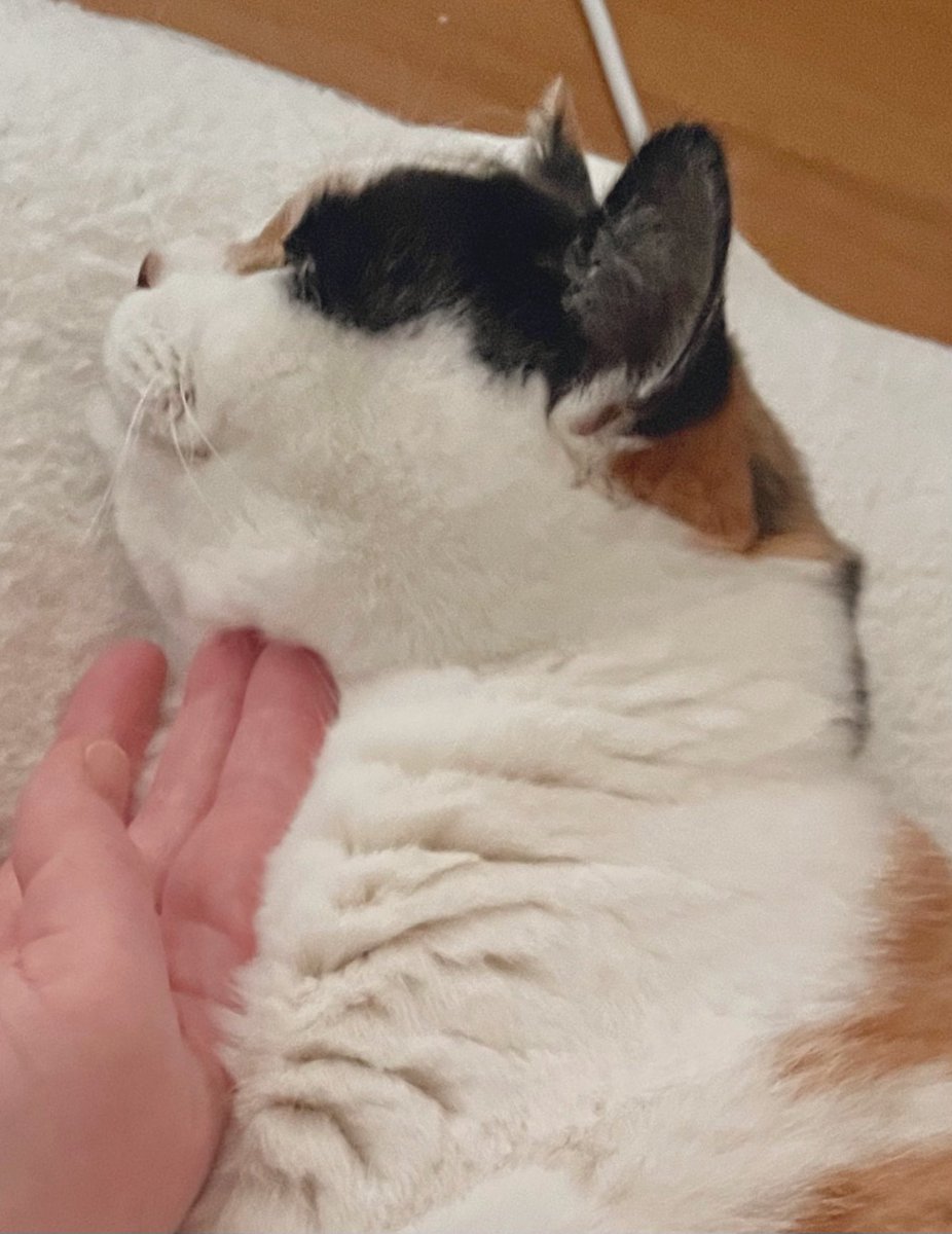 にゃんころもち (@sakura_nyancolo) / Posts / X