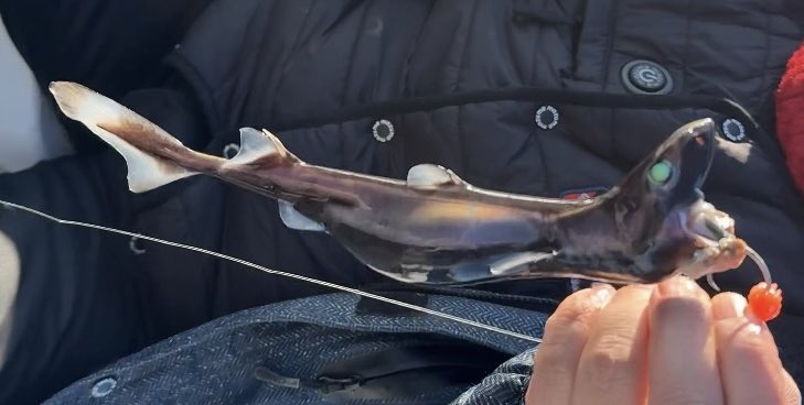 先日、深海釣査に出た際に深海釣査団のメンバー谷口さんが捕獲した