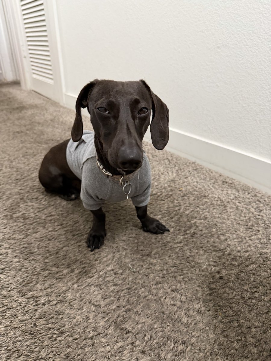 NeverSkipLunch's tweet photo. Dog dump. Onix is 9 years old going strong. Treecko the wiener dog turns 1 next month https://t.co/t4duqUEkK1