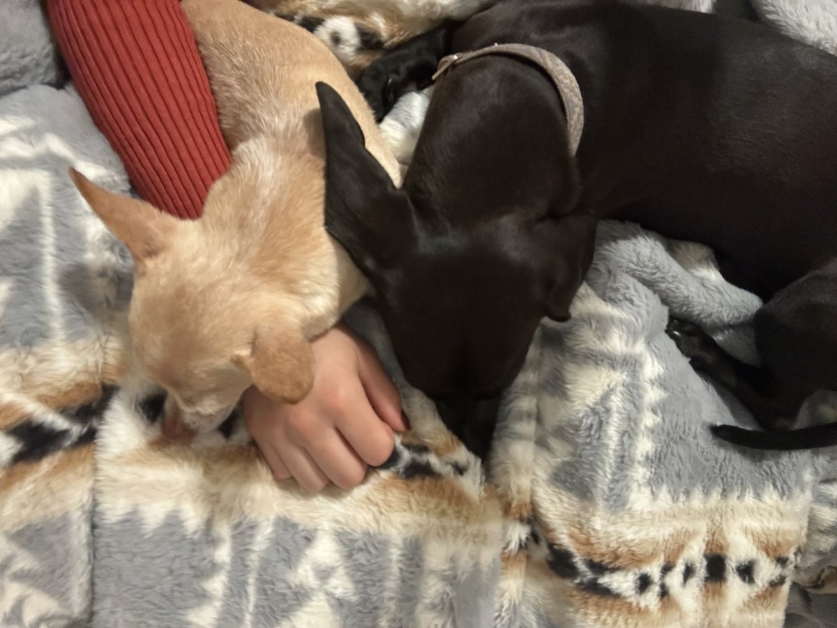 NeverSkipLunch's tweet photo. Dog dump. Onix is 9 years old going strong. Treecko the wiener dog turns 1 next month https://t.co/t4duqUEkK1