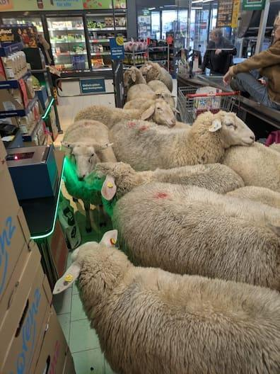 meganuni1 tweet media