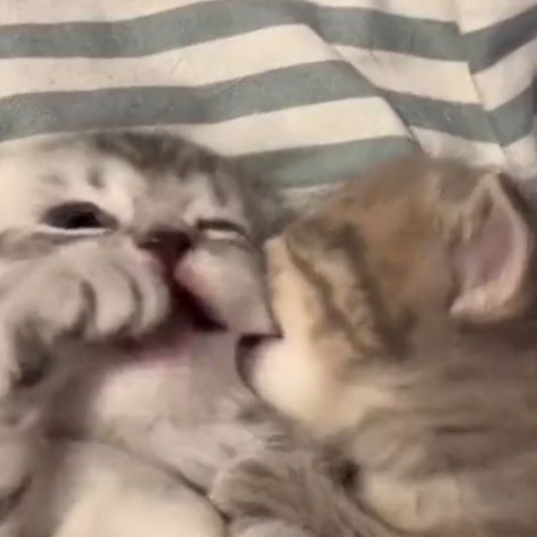 dothoonz's tweet image. 