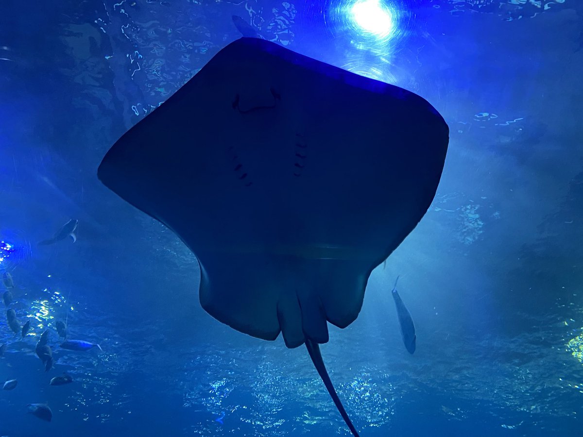 Umashowten's tweet photo. 12月の美ら海水族館
最高だよね。
閉館まで居たよ。やっぱり、水族館はいいね。また行くね。
#美ら海水族館 https://t.co/YIRwuDSExH