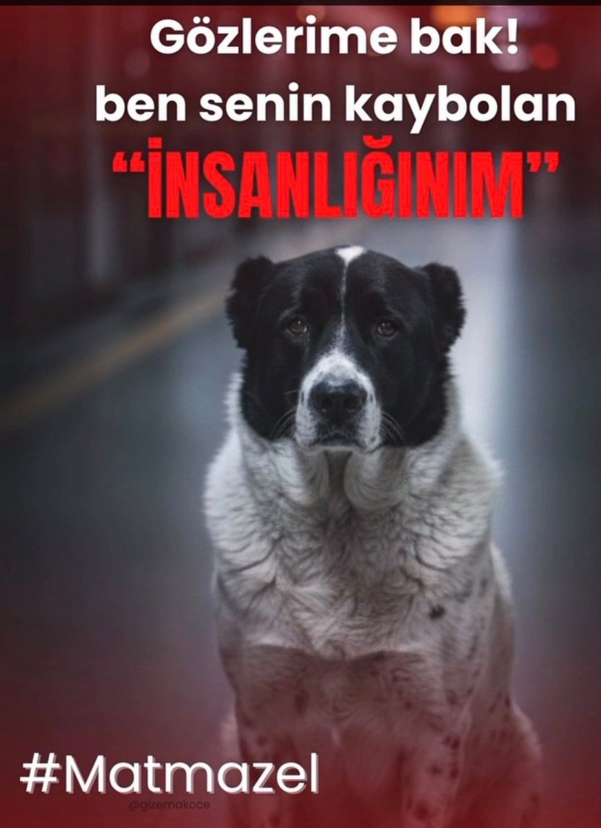 Onlar bize Allah'ın emanetiydi ,nasıl bir ülke oldu burası ?!;#matmazelicinadalet #SokakHayvanlarıSahipsizDeğil #YasaDeğilCinayet