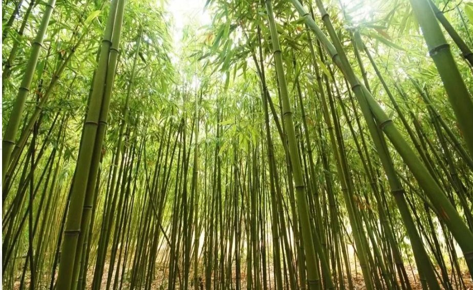 chaxeval tweet media