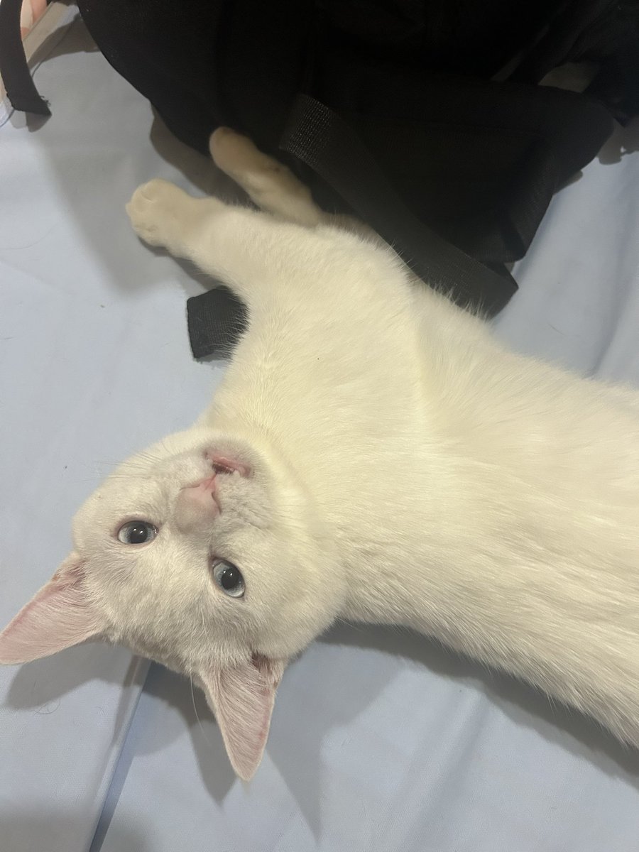 たかすぃ。 (@takatakashi0529) / Posts / X