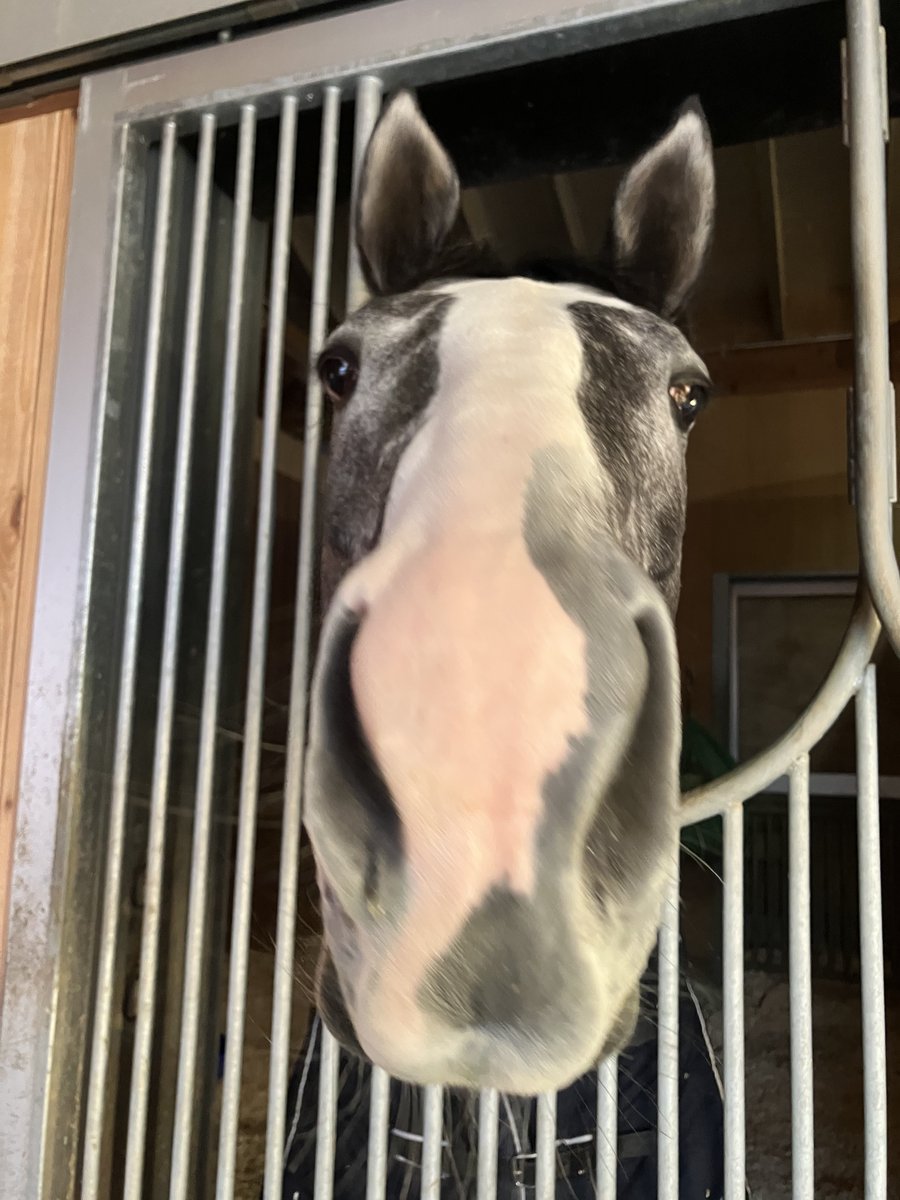 gendai_keiba's tweet image. 可愛いゴルシ産駒ゴールデンボブ君、デビューに向けて頑張ってます。
午後カイバ待ちの一枚を。
#ゴールデンボブ #ゴールドシップ