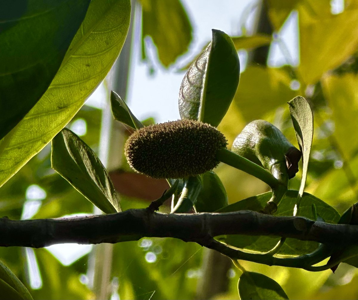 nisheethsharan's tweet photo. From these humble fruits grow the mighty jackfruits.
This is the first of the #Kathal in our garden… if all the fruits visible now grow to maturity, hopefully, we are going to be inundated 😄 https://t.co/QMYQq3TgPy