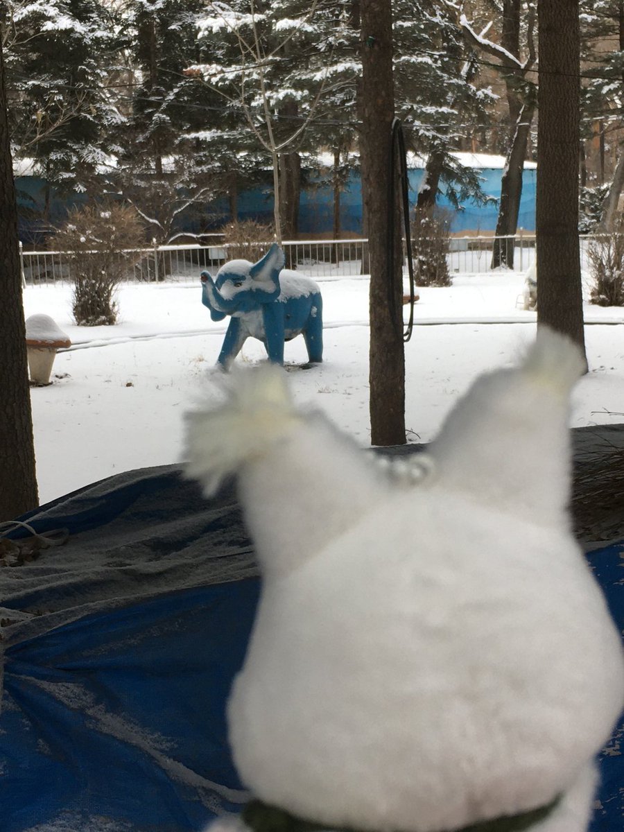 junee_S2's tweet image. 코끼리를 바라보는 런쥔... 절미...