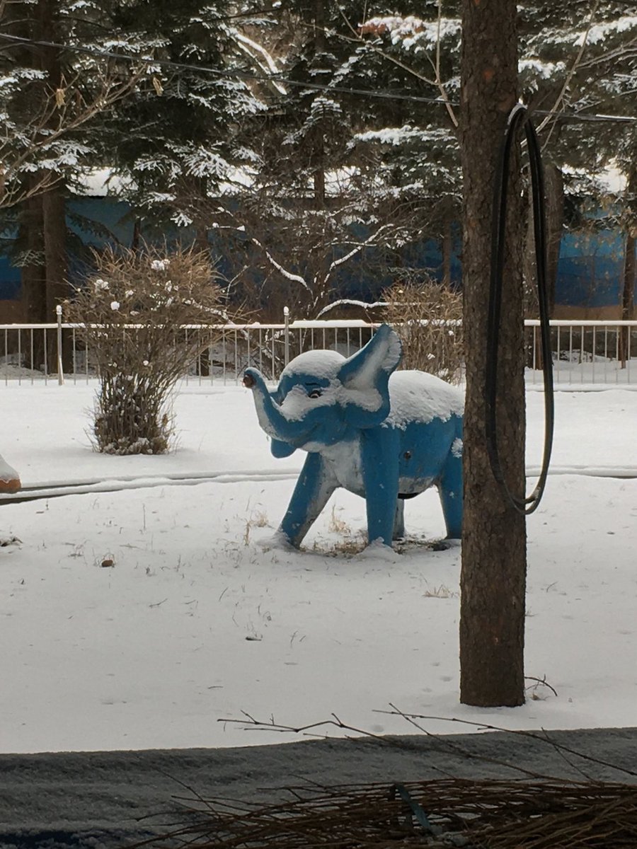 junee_S2's tweet image. 코끼리를 바라보는 런쥔... 절미...