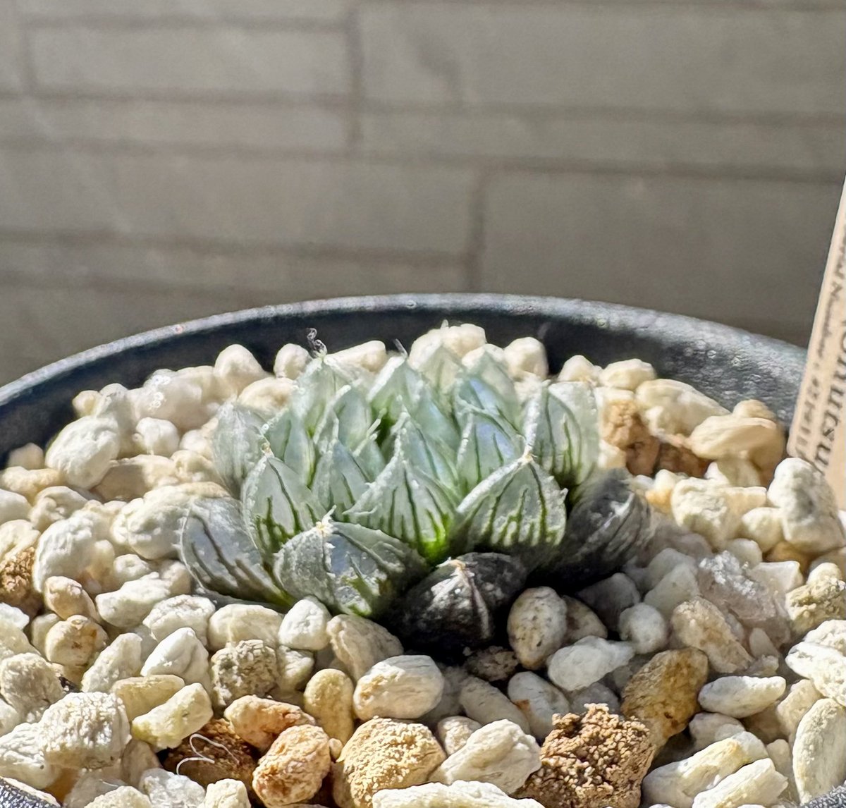 キネ@CrystalPlants (@crystalplants23) / Posts / X