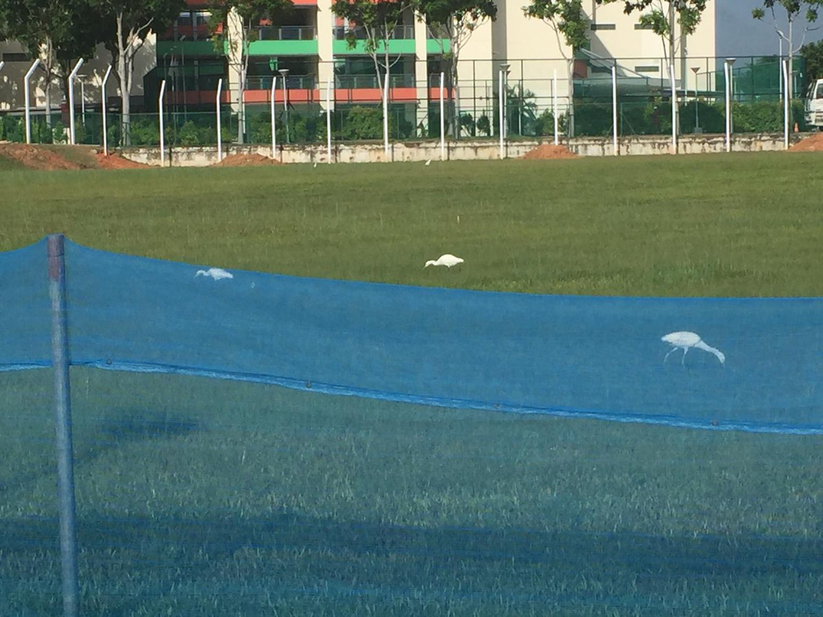 The Tiger Moth Review tweet media