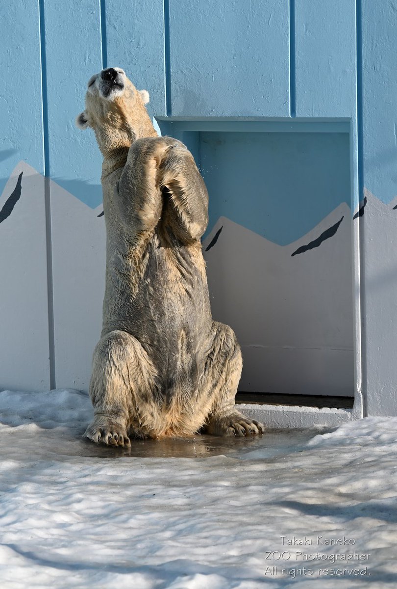 ♥chie様♥ Chisa wip ~ #Chisa #鳴潮 #WutheringWaves