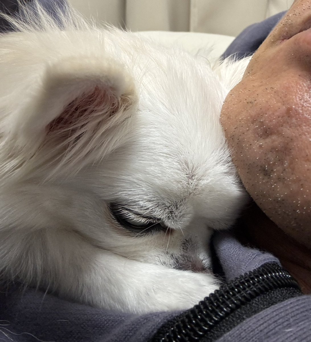 ☆うるる　プロフ必読☆ページ アニメ『うる星やつら』、宇宙最速の入門ガイドが発売！ – 小学館コミック