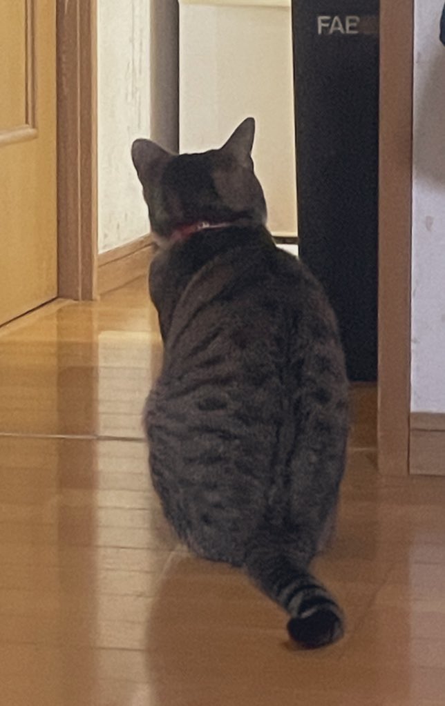 ごはんまちねこ