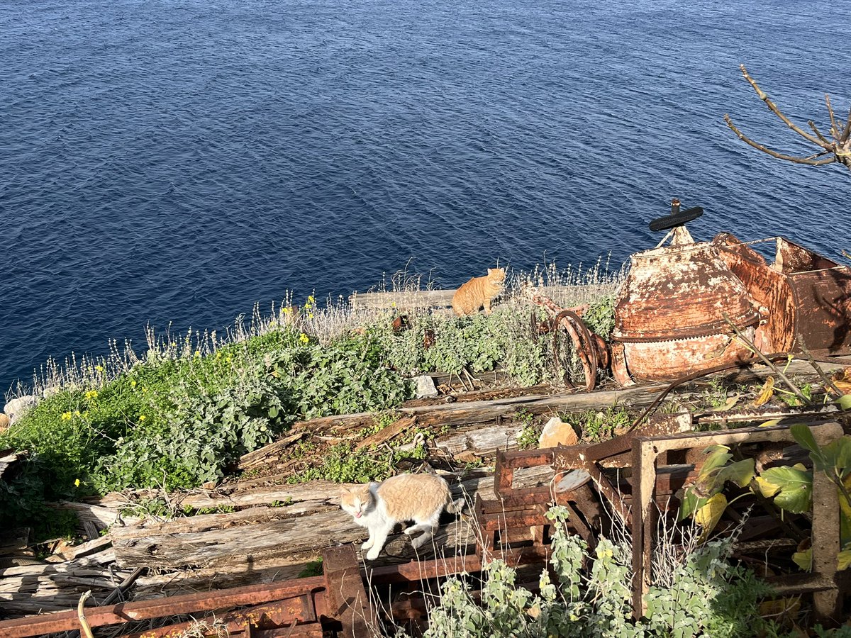 mitsuandersoonvenish tweet media