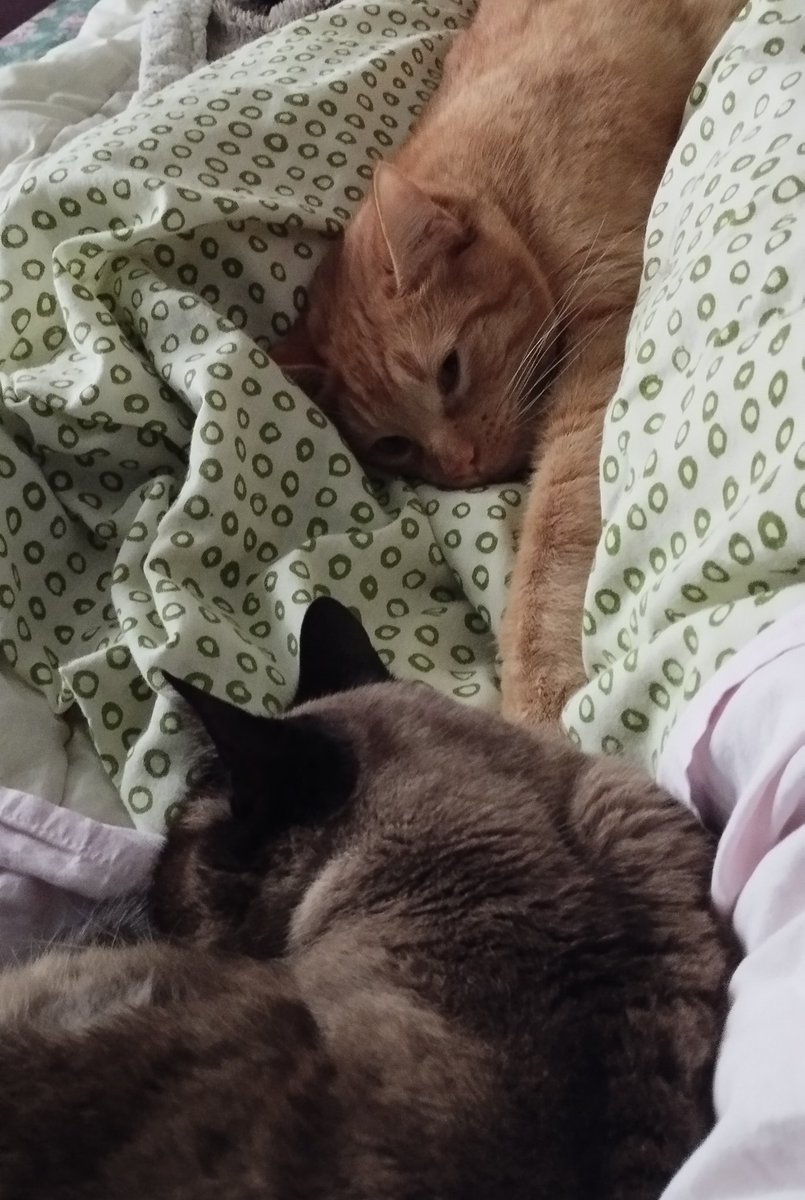 ProuteMaster's tweet image. Jviens de me rendre compte qu'on a co-parenté Albert avec Hima 🥹