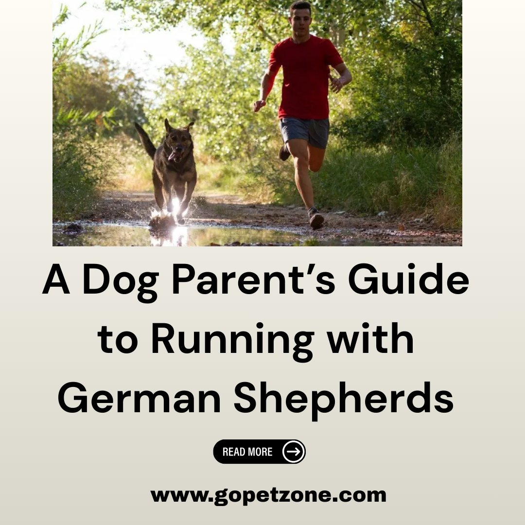 GoPetsZone's tweet photo. A Dog Parent’s Guide to Running with German Shepherds

Read More: https://t.co/0mpsYEJkHY

#GermanShepherd
#RunningWithDogs
#DogRunningTips
#ActiveDogLife
#GermanShepherdCare
#DogFitness https://t.co/DQTNiBfRIs