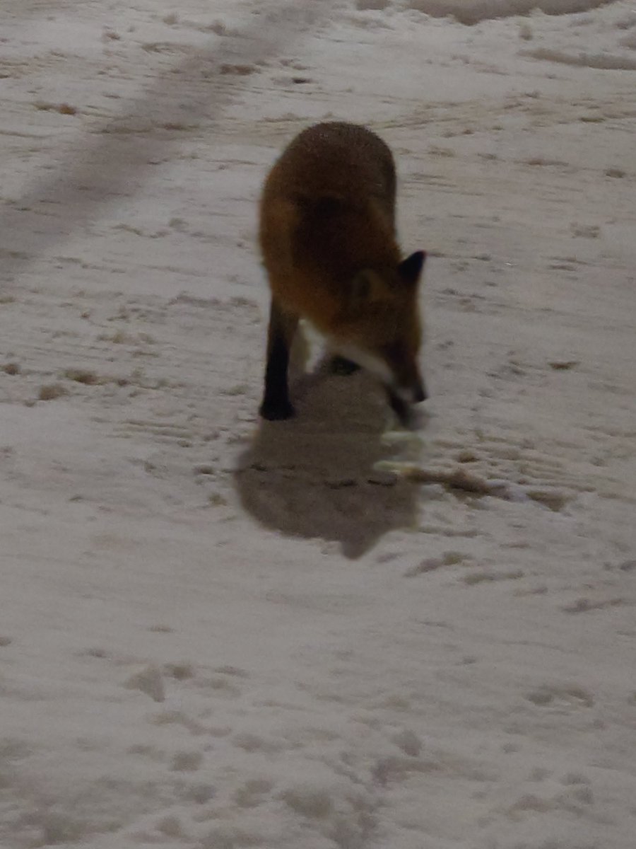 Post by 緑子ちゃん💜💚 on X: キツネに遭遇。