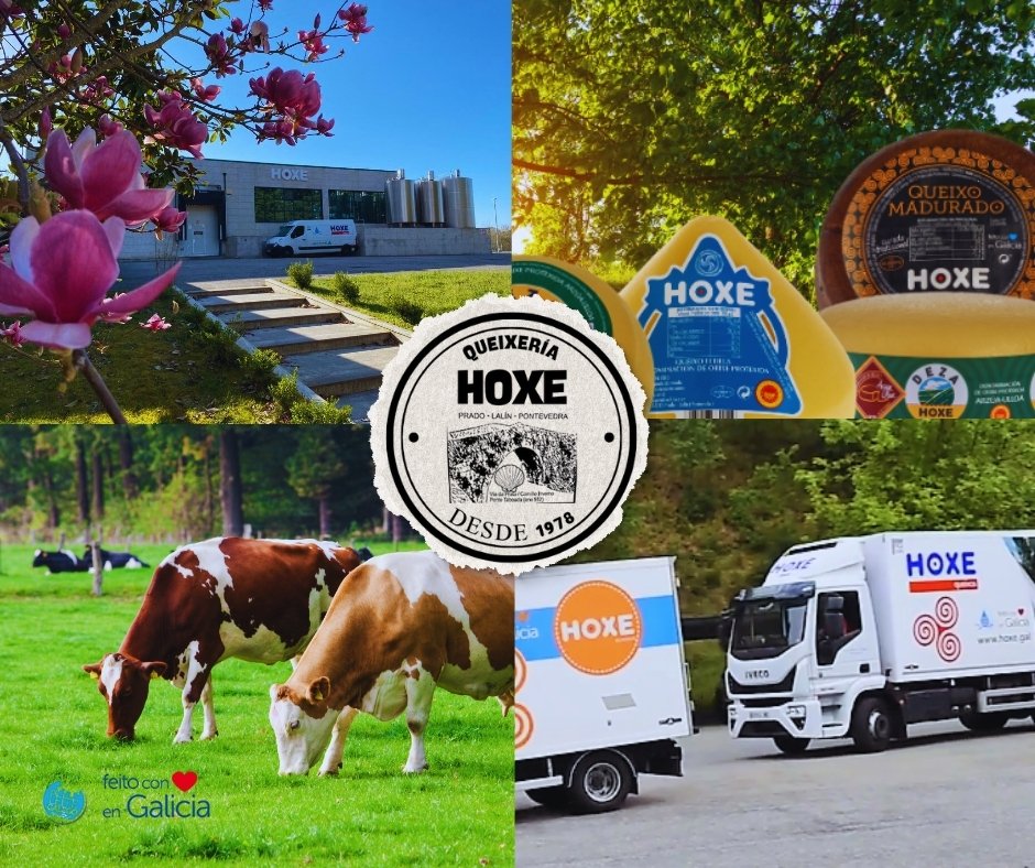 En HOXE levamos case medio século elaborando queixos con leite fresco, recollido cada día en explotacións gandeiras familiares. Queixos cremosos, con selo galego e co sabor de sempre, feitos con tempo, coidado e respecto. #QueixoGalego #ProdutoresLocais  #Pastoreo #HOXEQueixos