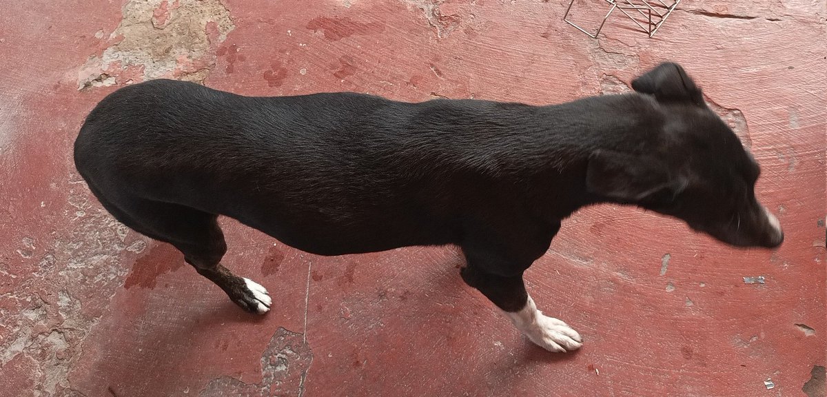Zul77Mazza's tweet photo. Urgente.
Se busca adopción responsable, perrita de 9 años busca dueño/a que pueda cuidarla.
Cualquier interesada/o puede mandar mensaje al 1132279495 https://t.co/DwUOaIidpa