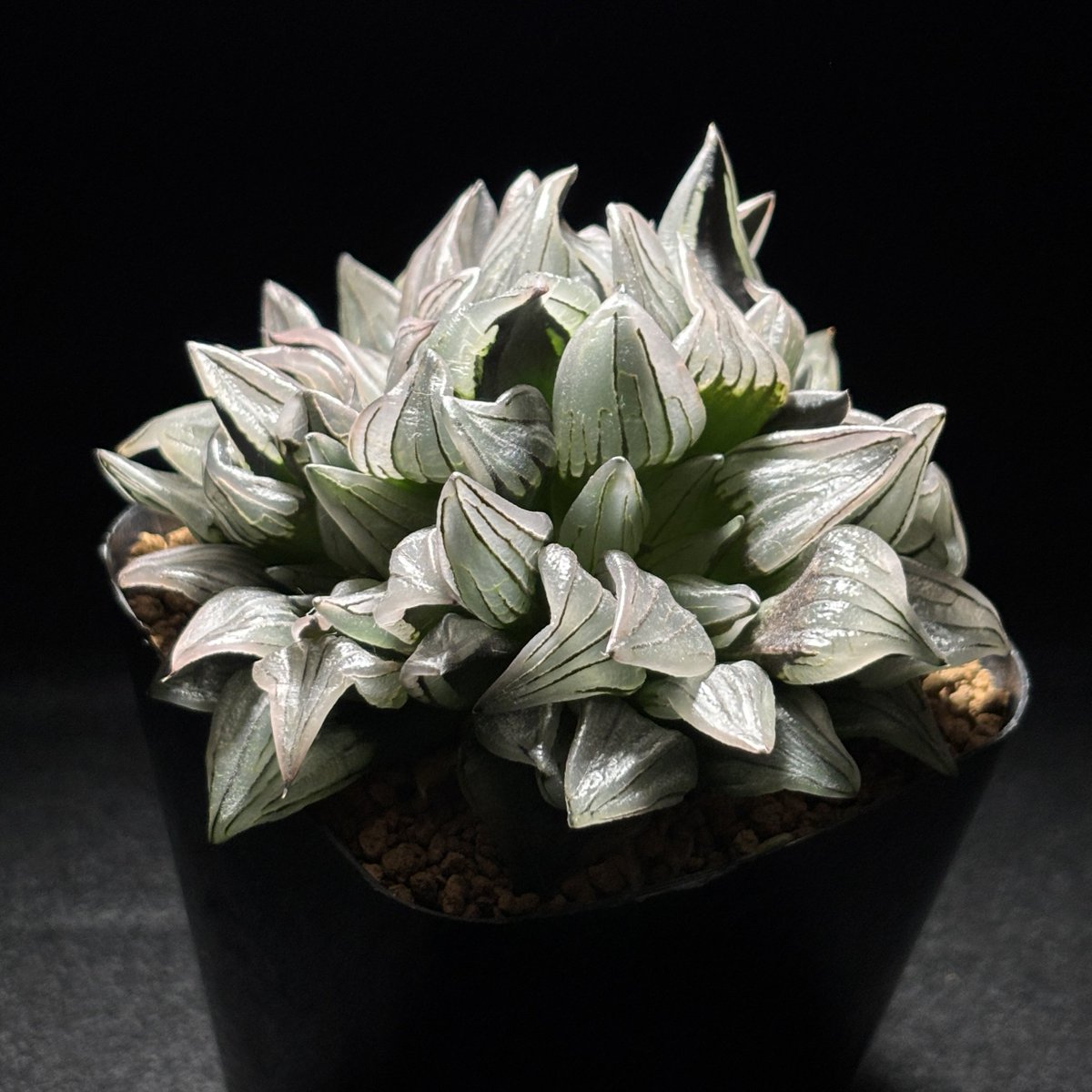 札付き♥️シムランス✕ラコロ✨ 状態C〕レシラム＆リザードンGX【RR】{016/173}