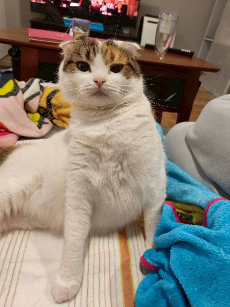 sasa_warabi's tweet photo. ぐにゃニャンズ🐈 https://t.co/xgm2FOvkV8