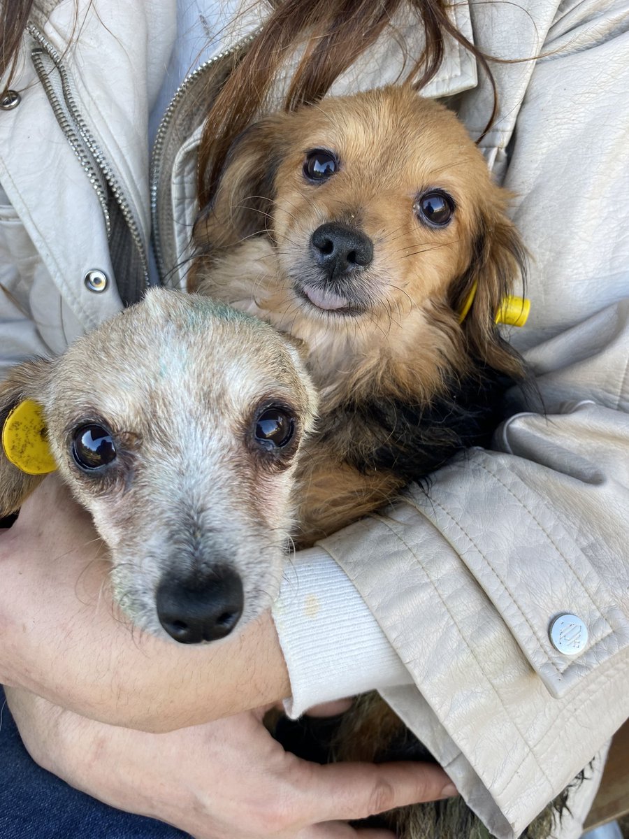Patijoy1's tweet photo. Yaşlı bir kadının evinden alınan 35  küçük köpeğe yuva arıyoruz.
Çok acil yeni yuvalara ihtiyaçları var.

Geçici korumaya aldık ancak yerimiz kısıtlı, alanımız yok.
Lütfen paylaşın yuvalarını bulalım 🙏🏻

☎️05335925277 
@KOHAYDER @celikkaya_semra 
@ilksen_ayd  @KartepePatileri https://t.co/ibRTo0kIg9