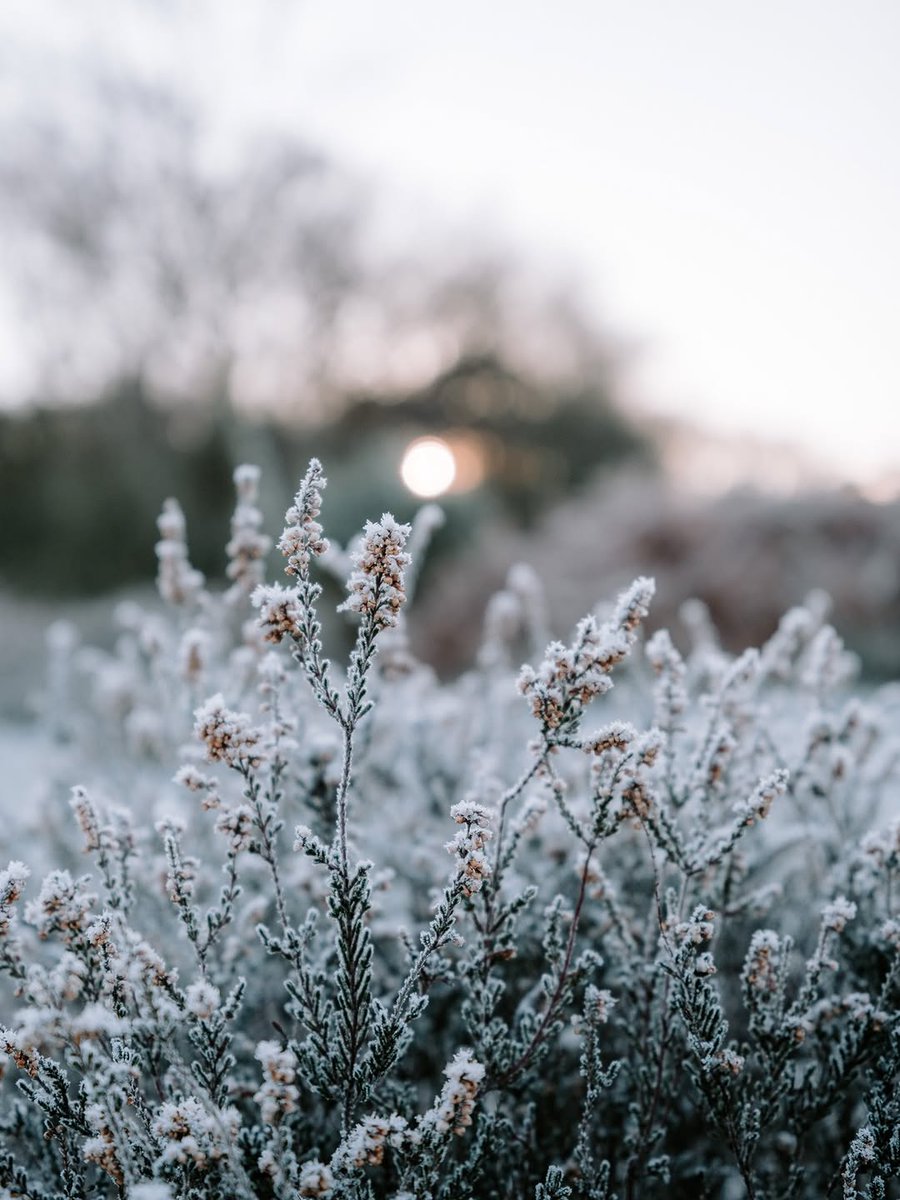 “There are years that ask questions 
and years that answer.”

~ Zora Neale Hurston (1891–1960)
𝑇ℎ𝑒𝑖𝑟 𝐸𝑦𝑒𝑠 𝑊𝑒𝑟𝑒 𝑊𝑎𝑡𝑐ℎ𝑖𝑛𝑔 𝐺𝑜𝑑
·

New Forest NP, UK by Annie Spratt