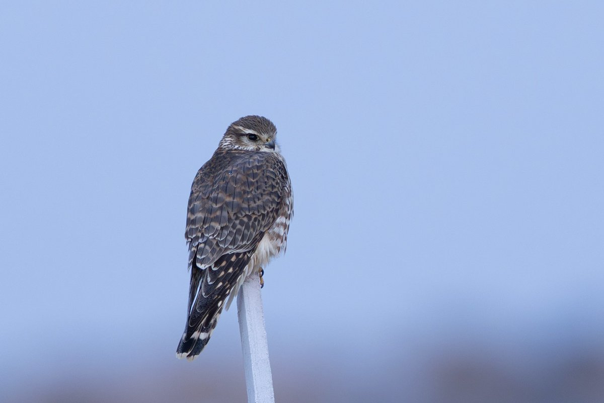 とりとり tweet media