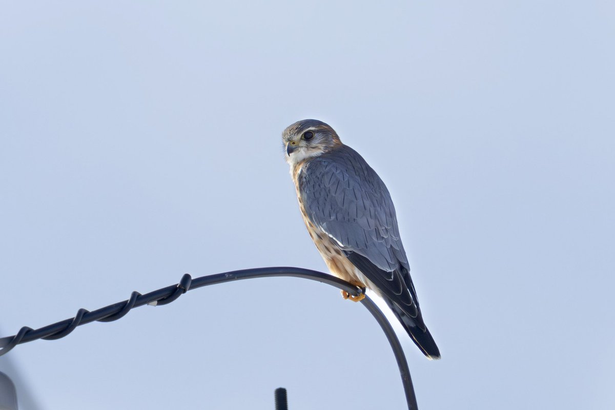 とりとり tweet media