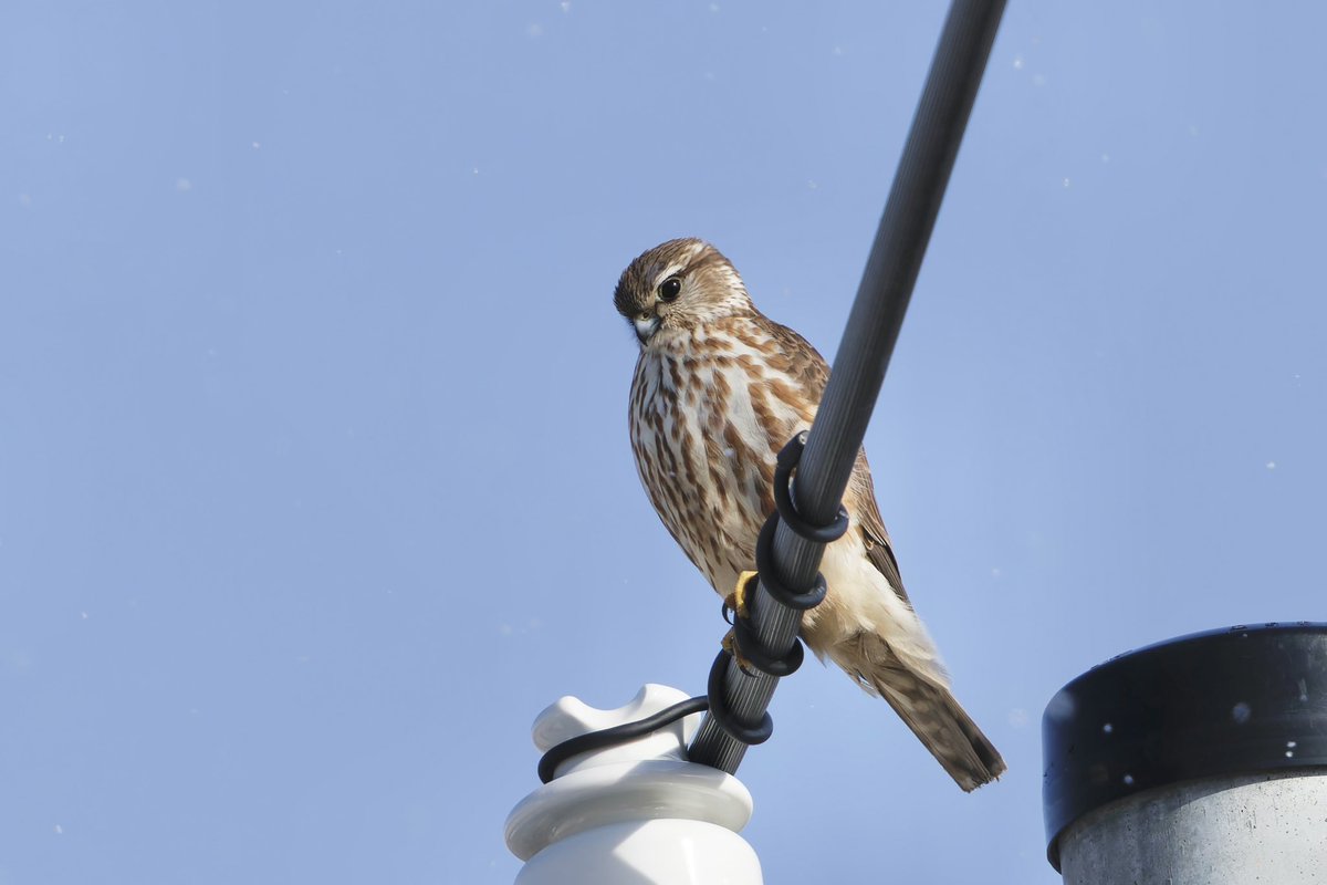 とりとり tweet media