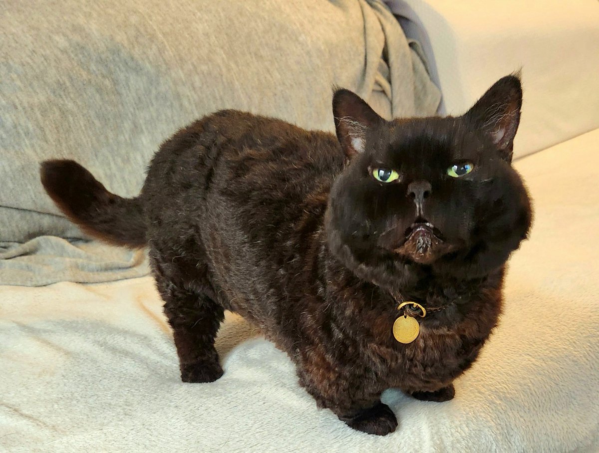 Need to set up a boxing match between him and Uni