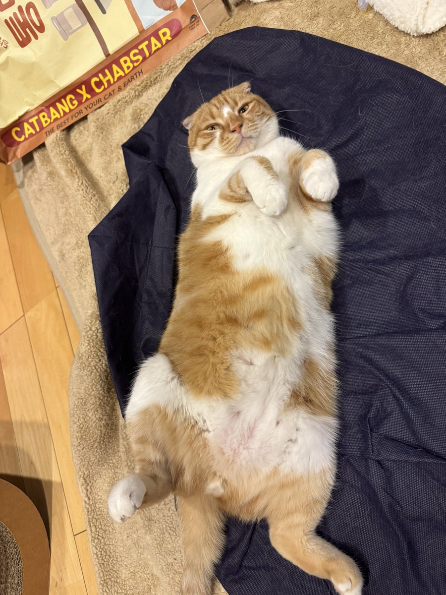 今日もへそ天ご機嫌ねこ。

五庵のハッシュタグ忘れた…笑