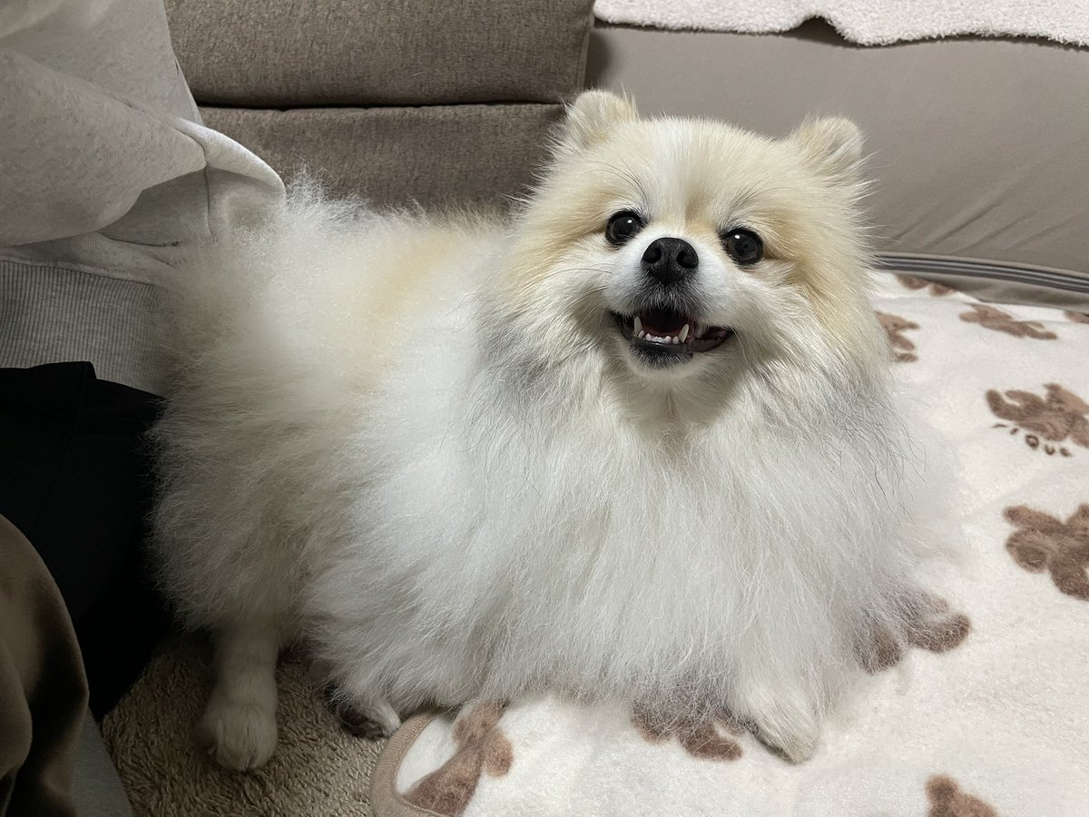 ちくわ(ぽめ) (@chikuwa_pome222) / Posts / X