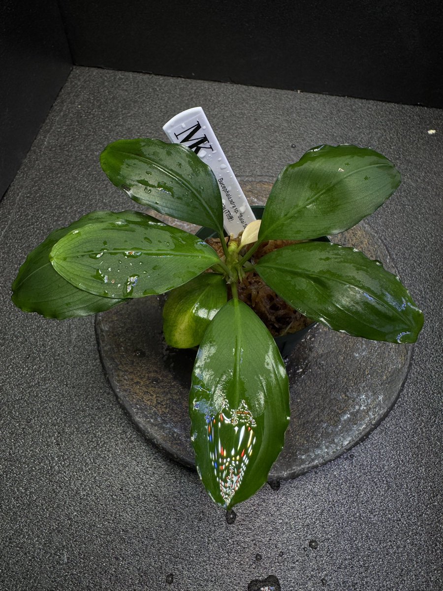 ブセファランドラsp. Balai Sebut Kab.Sanggau 【TB】 Bucephalandra sp. “Balai Subut”Kab.Sanggau【TB】 めちゃくちゃ