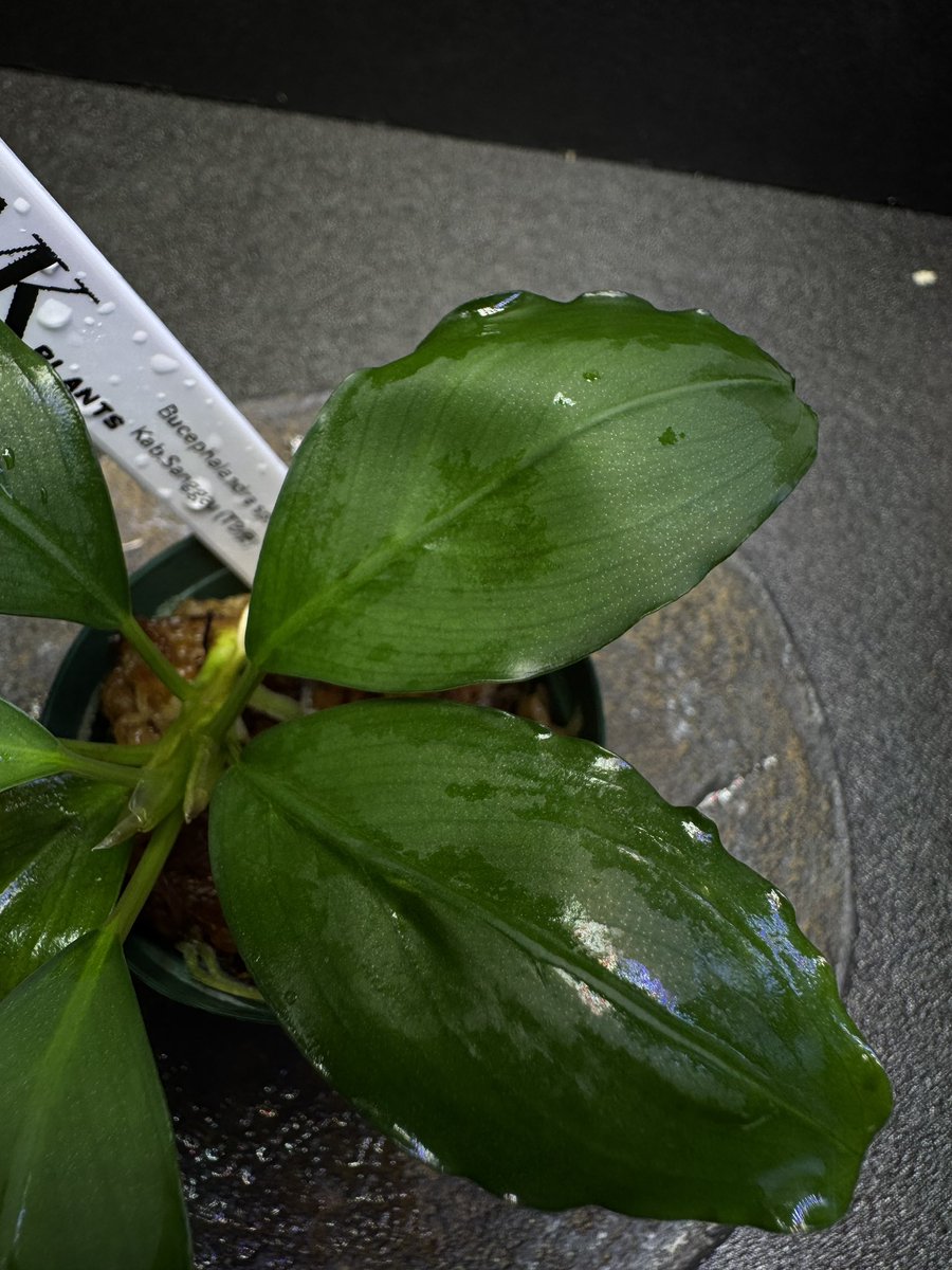 Bucephalandra sp. “Balai Subut”Kab.Sanggau【TB】 めちゃくちゃ