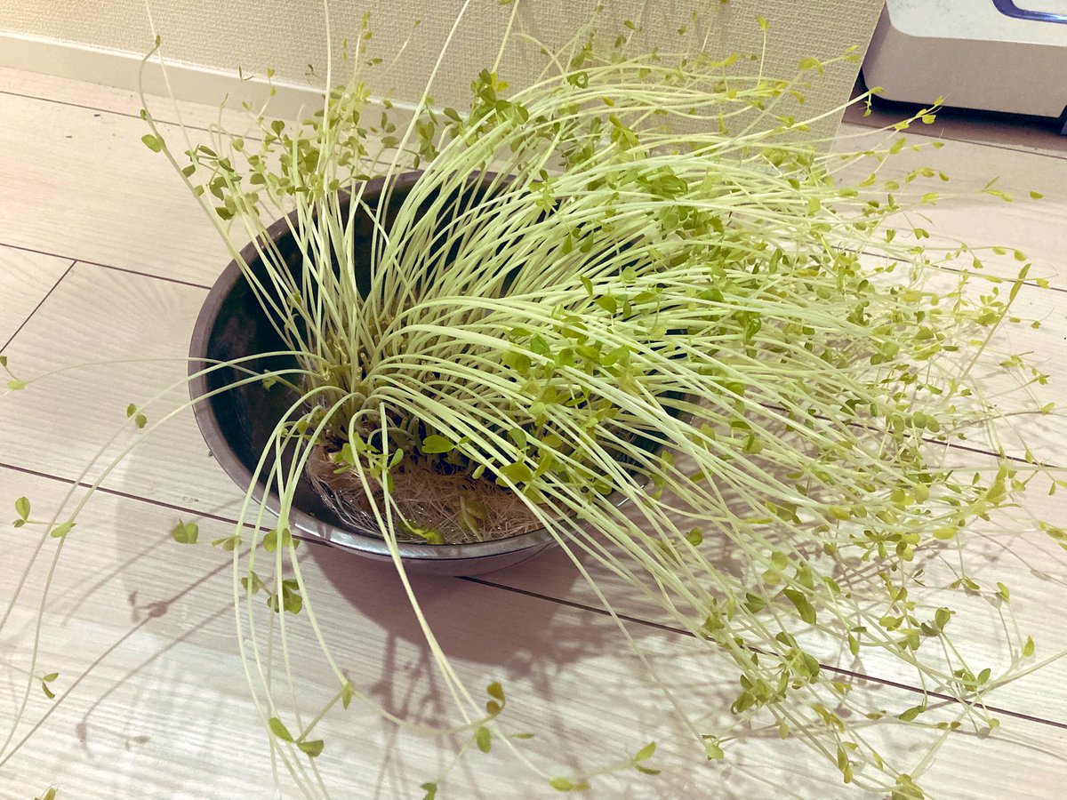 豆苗そだててたら凄いことになってた