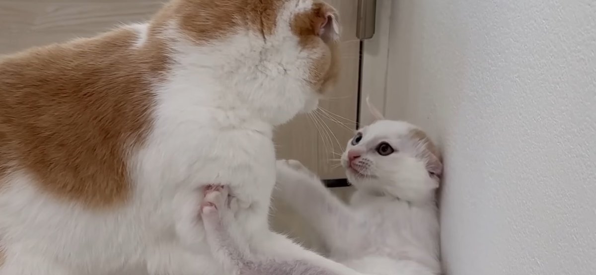 あんころもち様♡ありがとうございます♡ はなざくろ (@hana_zakulo) / Posts / X