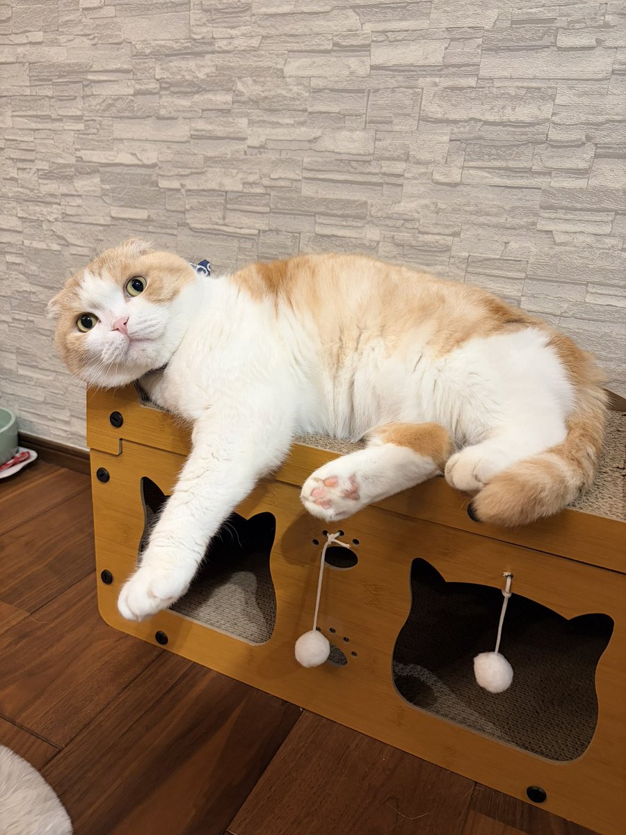 うなぎ(うなちゃん) (@una1535) / Posts / X