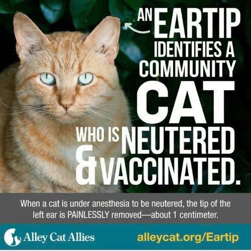 📖Our BACK TO BASICS SERIES: What is an ear tip? An ear-tip is the removal of the tip of the LEFT ear of a cat, while under anesthesia, by a veterinarian. It is the universally-recognized sign that a cat has been spayed/neutered and vaccinated. The cat likely has a caretaker.