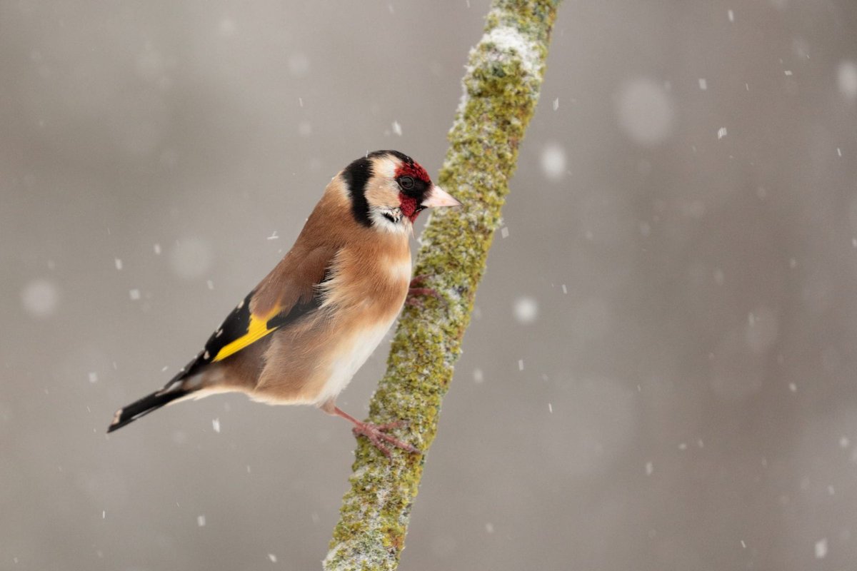 BirdWatch Ireland tweet media