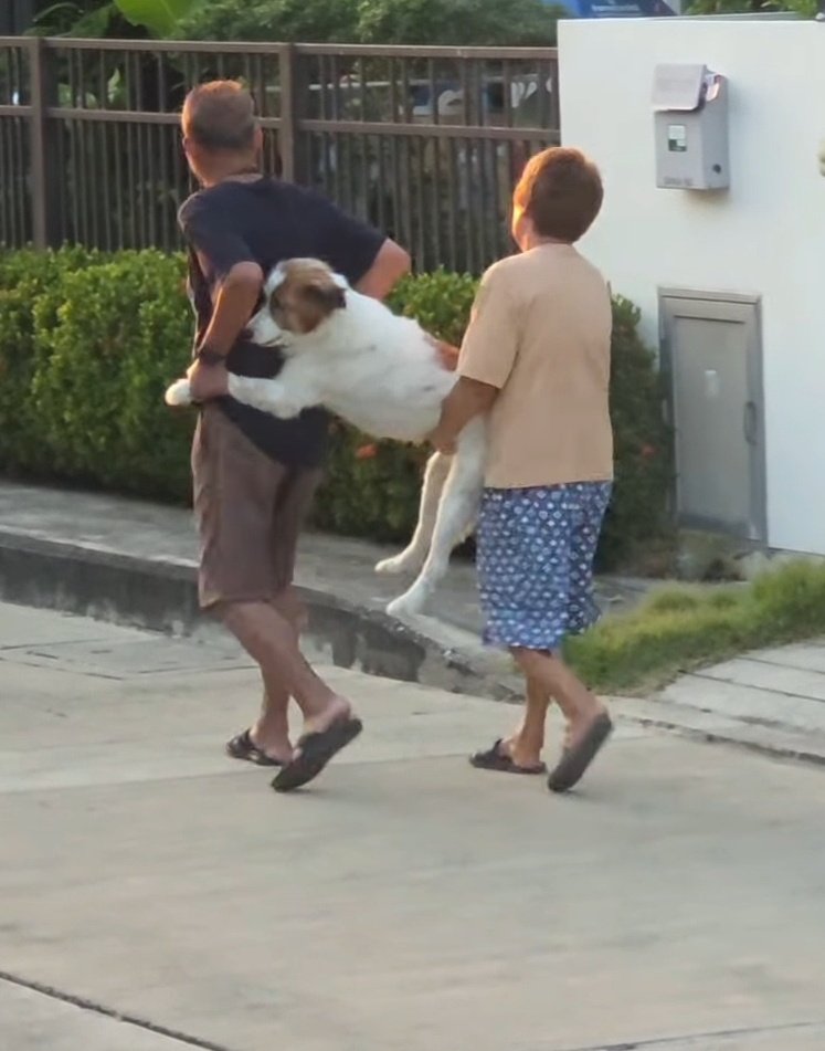 หมาหมูาบ้านนี้ตลกจังวะ