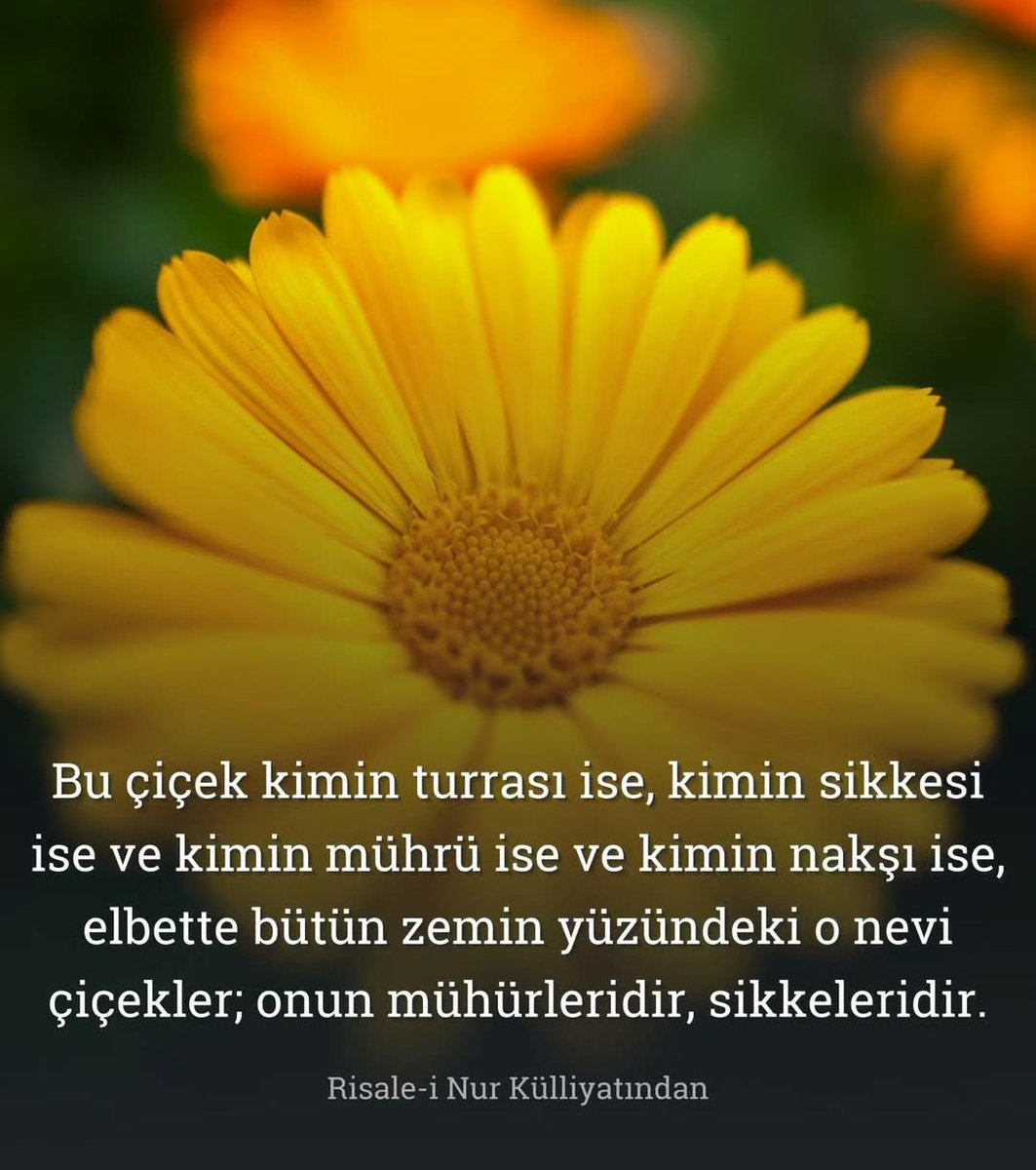 Nur Tohumları (@nurtohumlari) on Twitter photo 