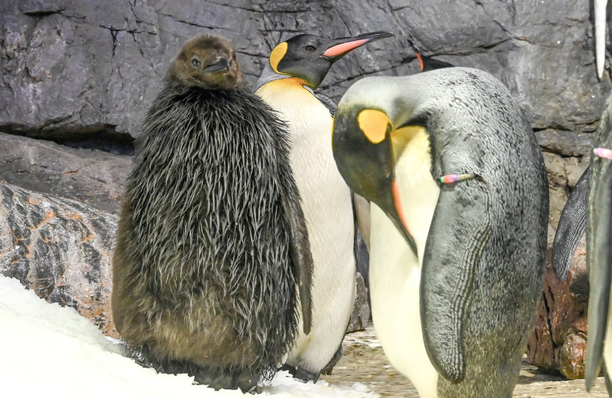昨年誕生したオウサマペンギンのヒナ 親ペンギンと体長が同じくらい
