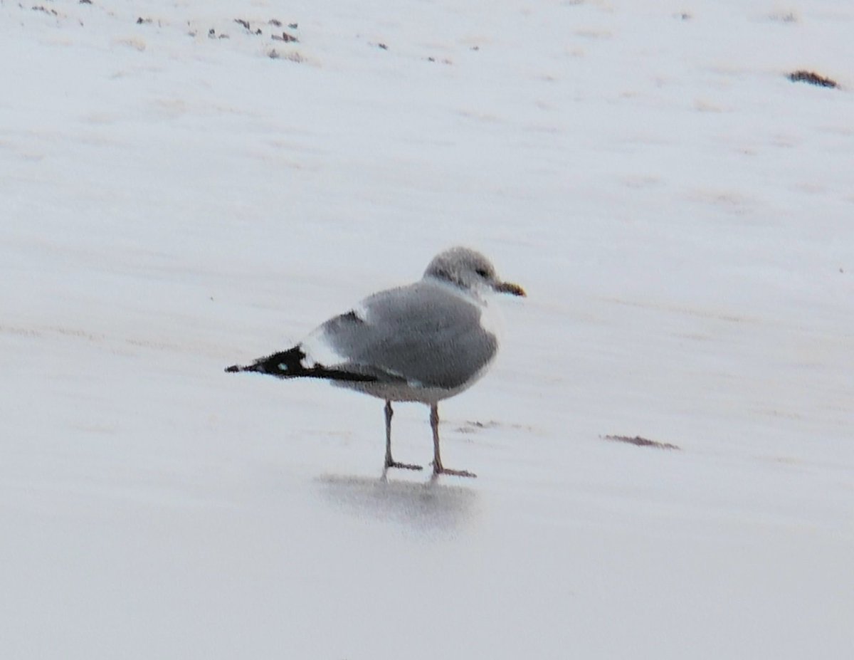 JeremyGaskell's tweet image. Distant shot of an interesting Common Gull  -  predominantly yellow bill and olive-green legs  -  on Gorleston beach, Norfolk on Tuesday afternoon.
  Has anyone else note the paucity of reports of 'white-winged' gulls nation-wide since the onset of wintry weather?