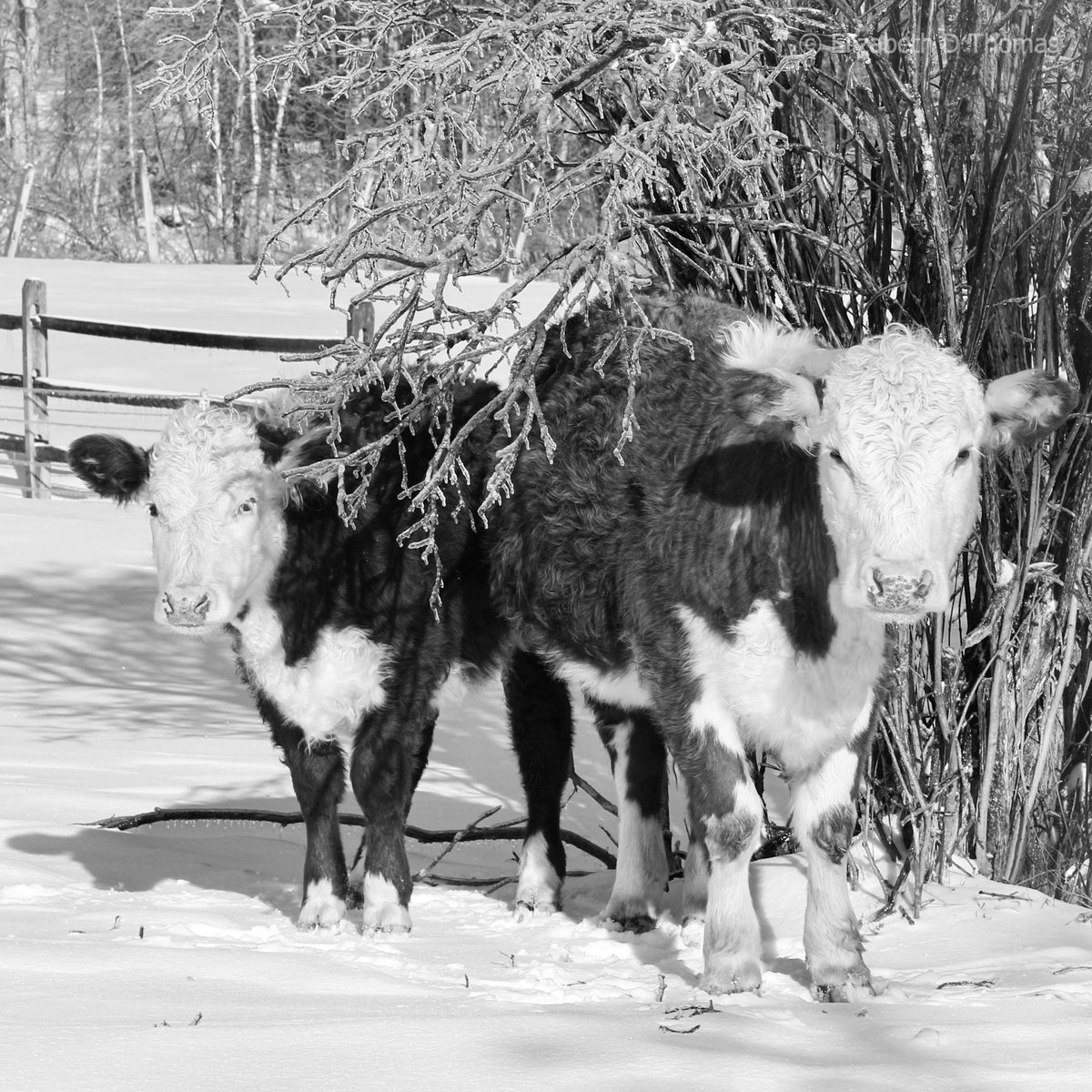 ElizThomasPhoto's tweet photo. Winter Cows Photograph: Black and White Farmhouse Wall Art https://t.co/sqjjT60pFc #ElizabethThomasPhoto #Etsy #FarmhouseAnimal https://t.co/dFfcG3jTVv