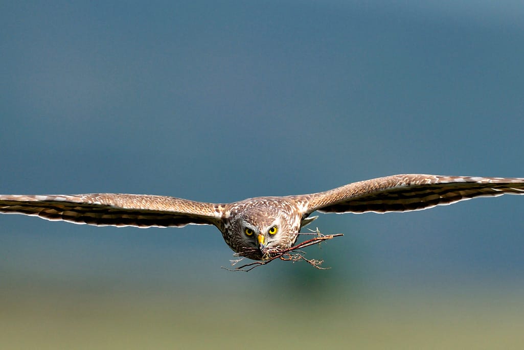 Raptor Persecution UK tweet media